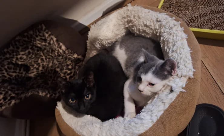 Prince & Sammy, male puppy Mixed Breed Cat for adoption at RSPCA York Home