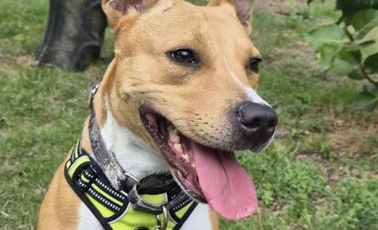 Sandy, female 4yo Staffordshire Bull Terrier for adoption at RSPCA York Home