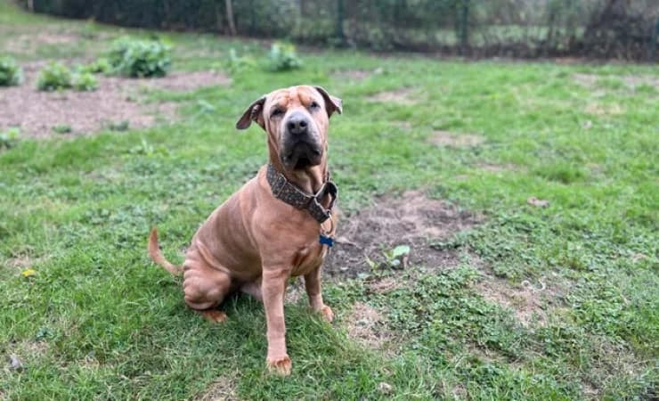 Snoopy, male 6yo Shar Pei for adoption at RSPCA York Home