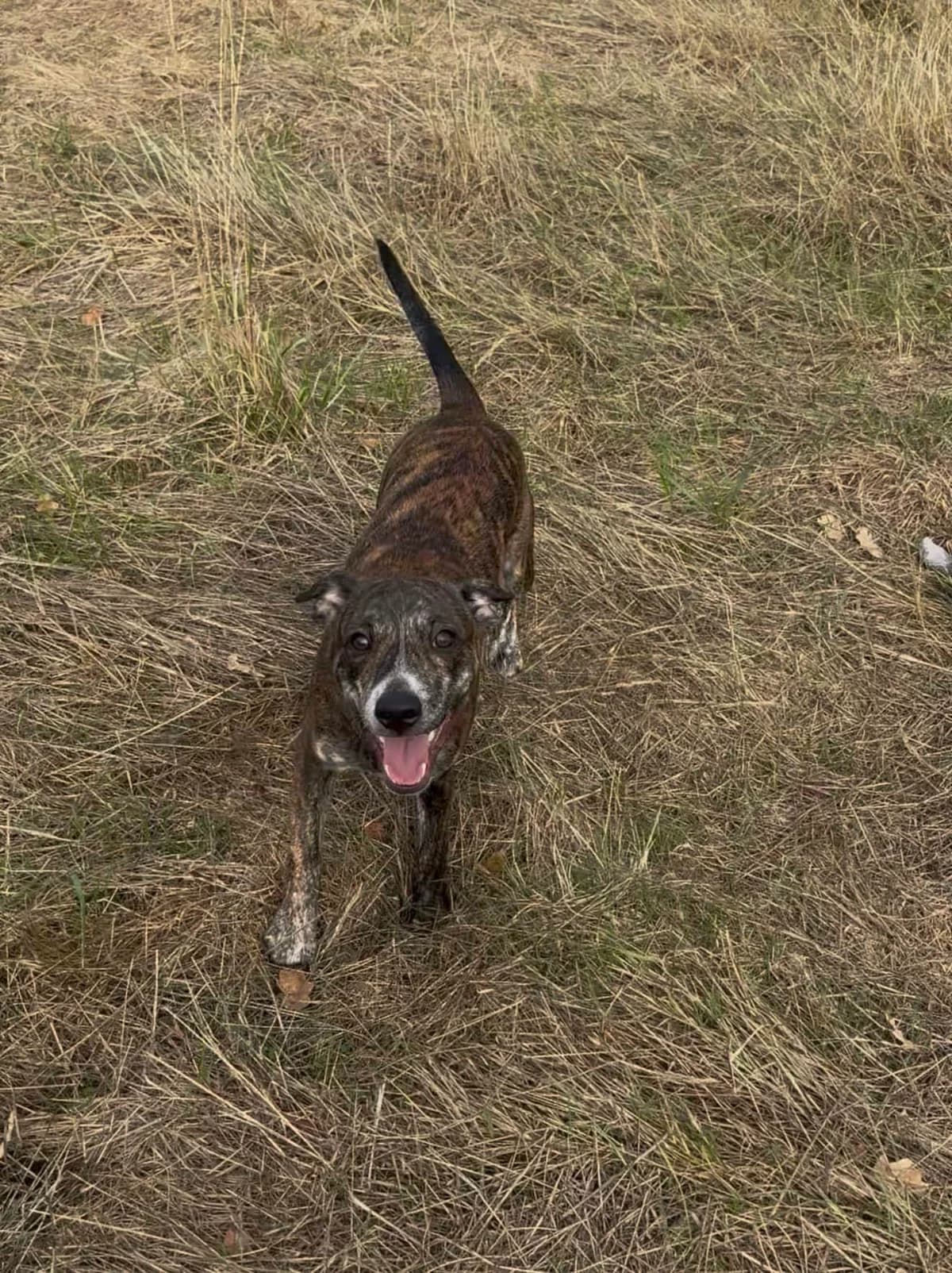 Milo, male puppy Mixed Breed for adoption at Rushton Dog Rescue, Langport