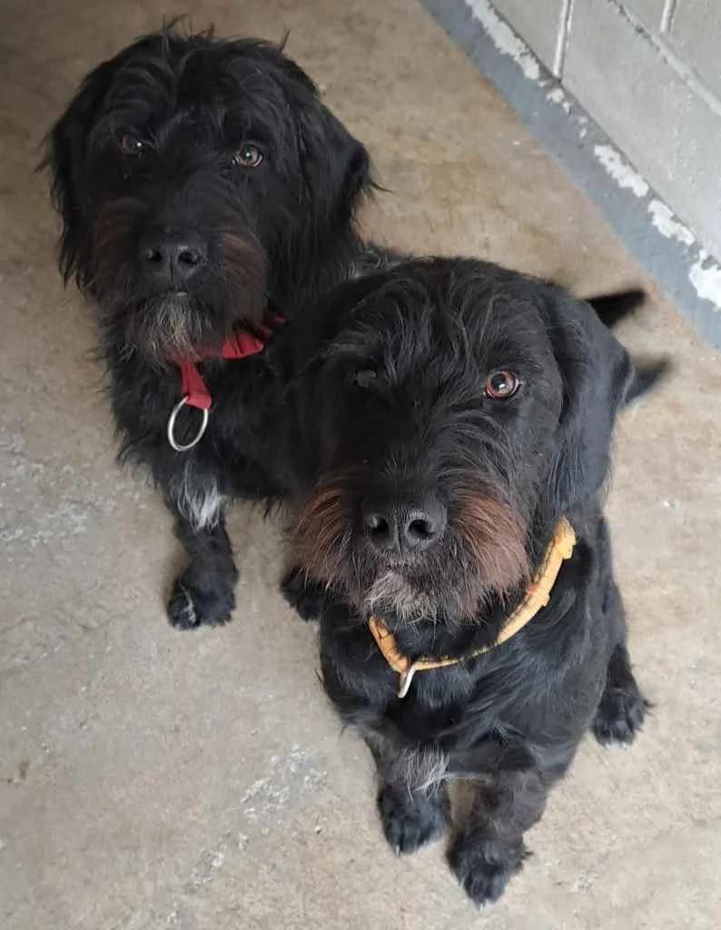 Rodney and Sidney, male young Labrador Retriever for adoption at Ryedale Dog Rescue