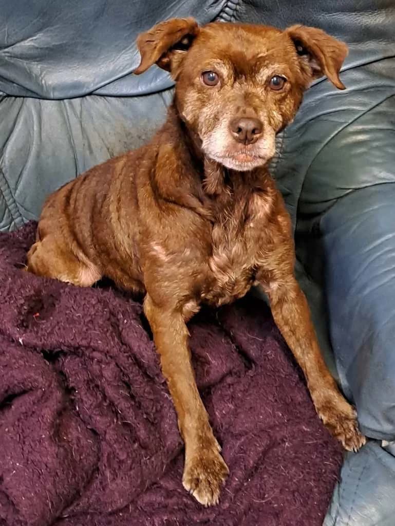 Beryl, female 6yo mixed breed for adoption at Ryedale Dog Rescue