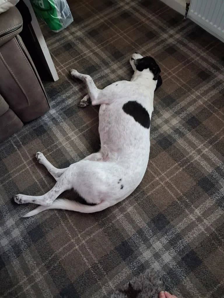 Alfie (On Trial), male senior Greyhound for adoption at Ryedale Dog Rescue