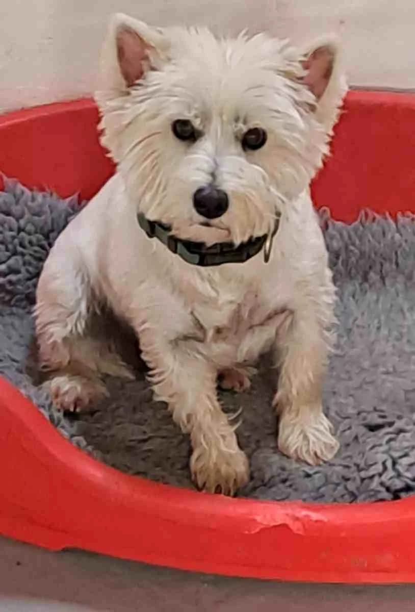 Daisy (on trial), female 3yo West Highland White Terrier for adoption at Ryedale Dog Rescue