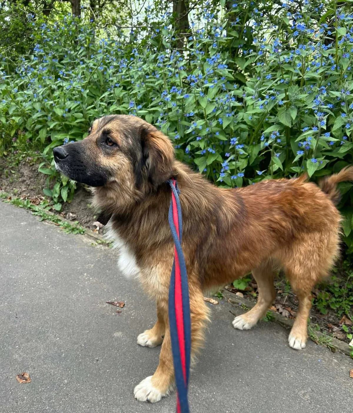 Alfie, male 5yo Mixed Breed for adoption at Safe Rescue for Dogs