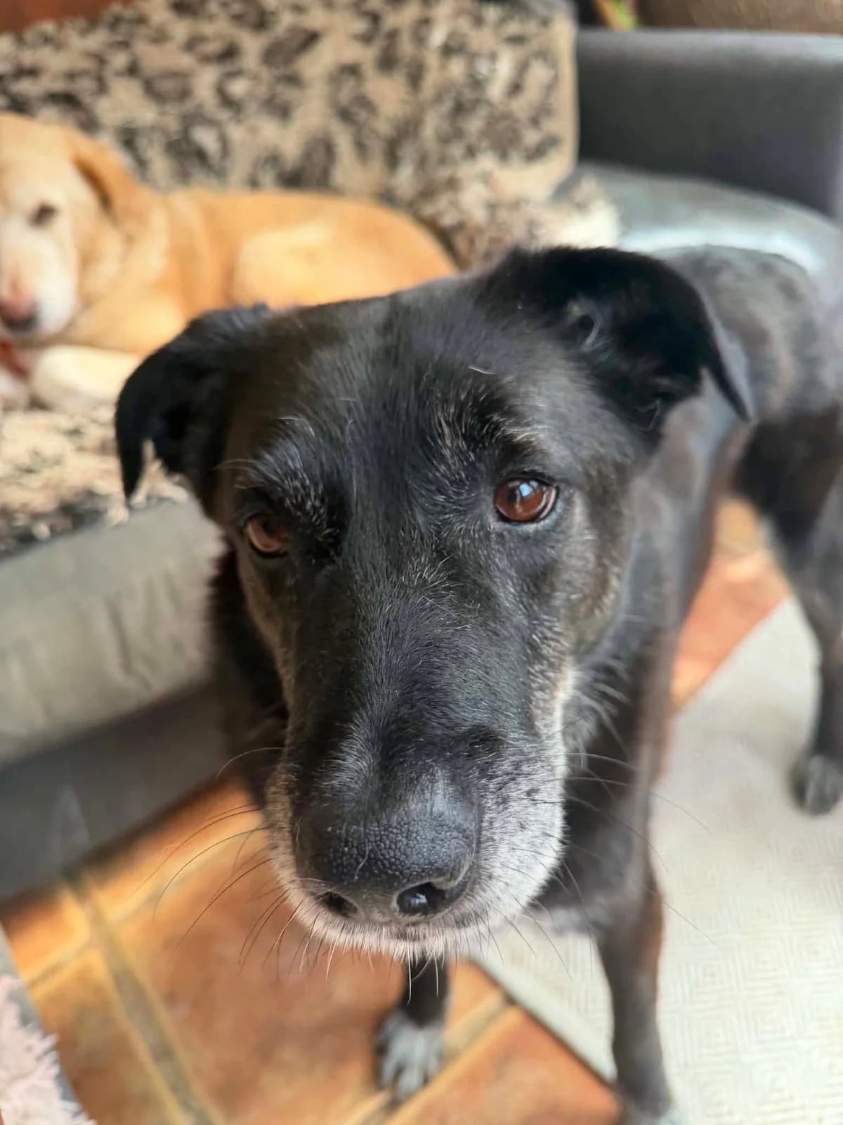 Aramis, male senior Labrador Retriever for adoption at Safe Rescue for Dogs