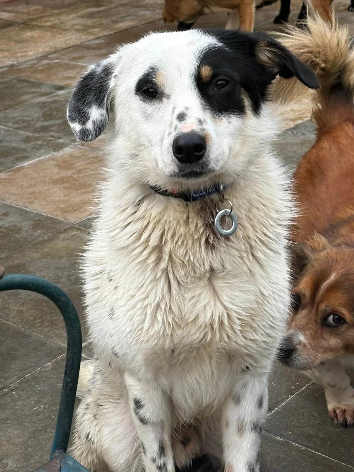 Badger, male 5yo Mixed Breed for adoption at Safe Rescue for Dogs