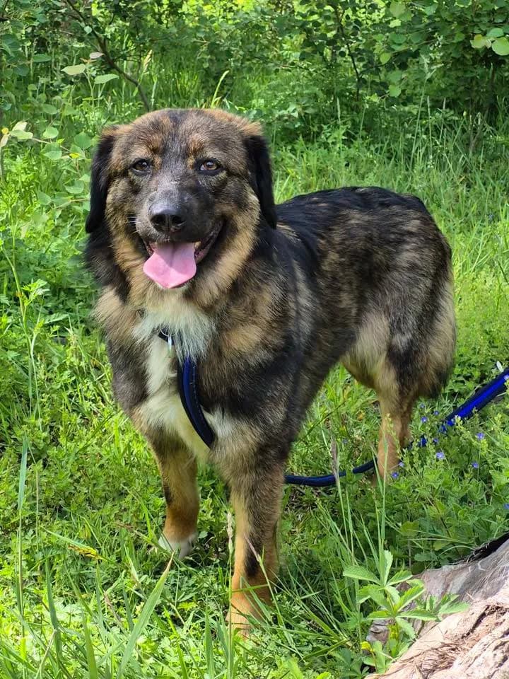 Belle, female 5yo Mixed Breed for adoption at Safe Rescue for Dogs