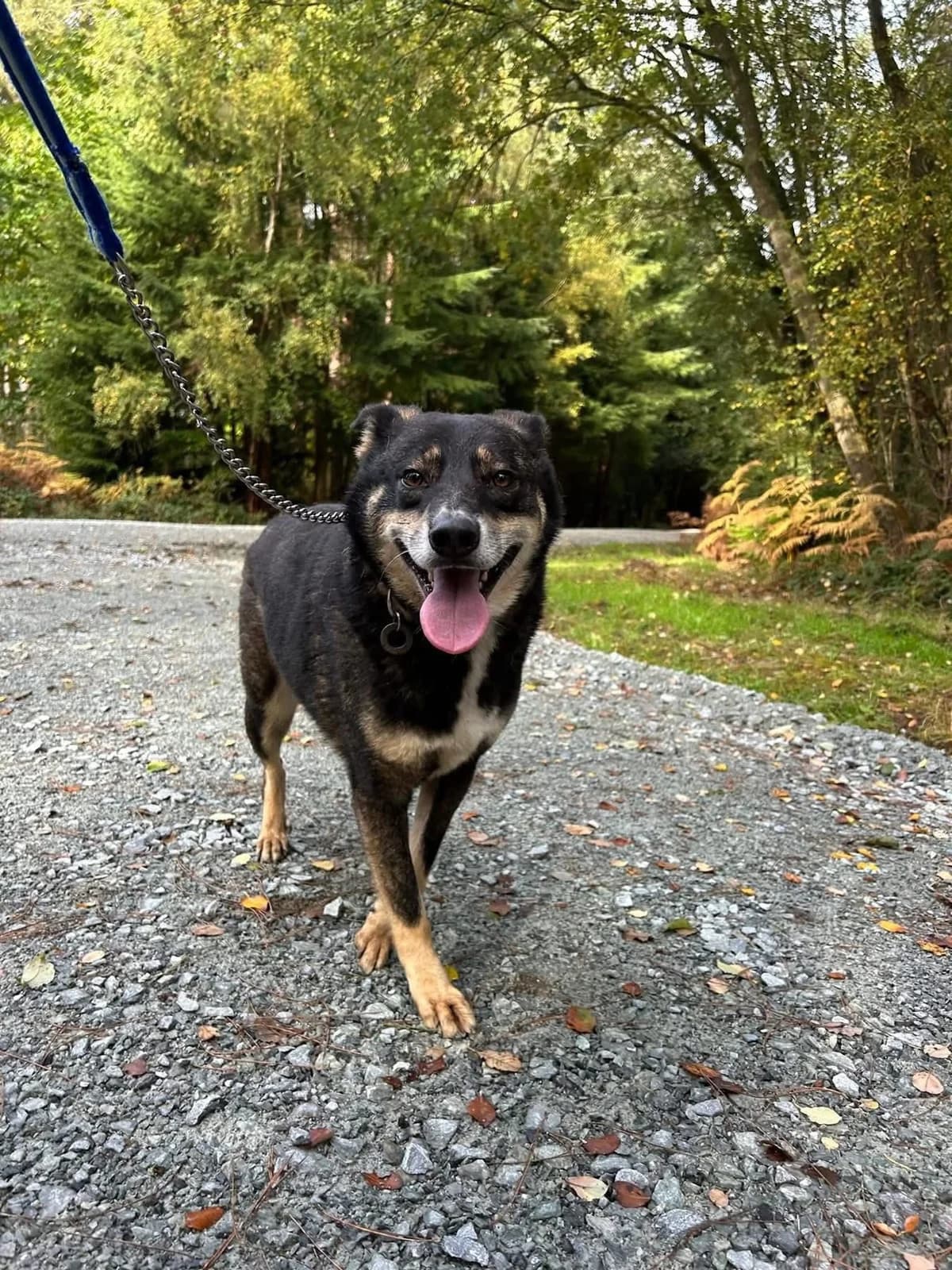 Ben, male senior Mixed Breed for adoption at Safe Rescue for Dogs