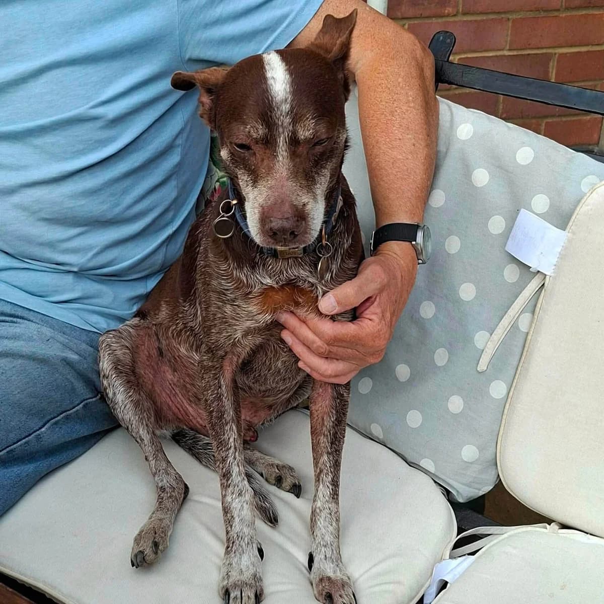 Benji, male senior Mixed Breed for adoption at Safe Rescue for Dogs