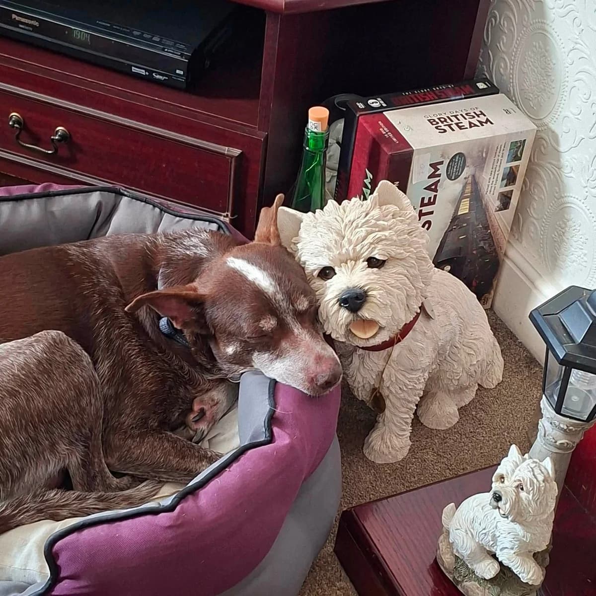 Benji, male senior Mixed Breed for adoption at Safe Rescue for Dogs
