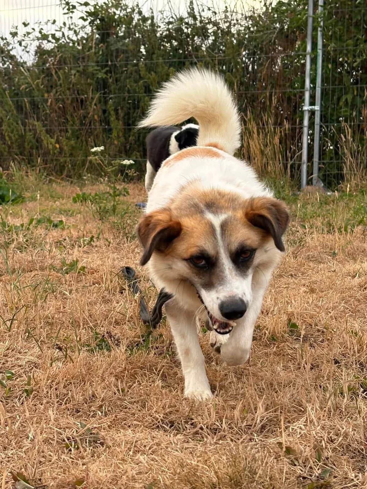 Billy, male 5yo Mixed Breed for adoption at Safe Rescue for Dogs