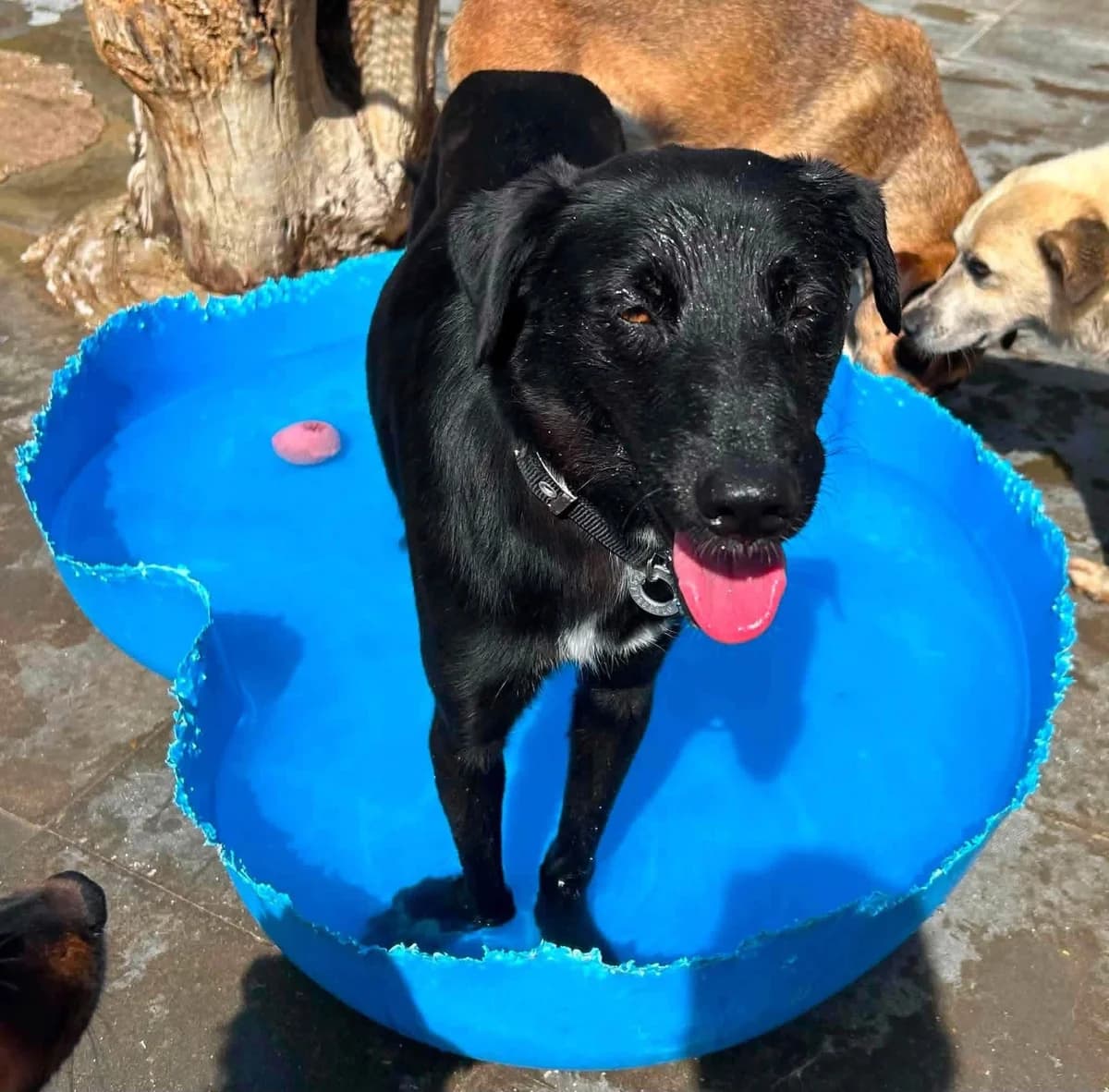 Carl, male 5yo Mixed Breed for adoption at Safe Rescue for Dogs