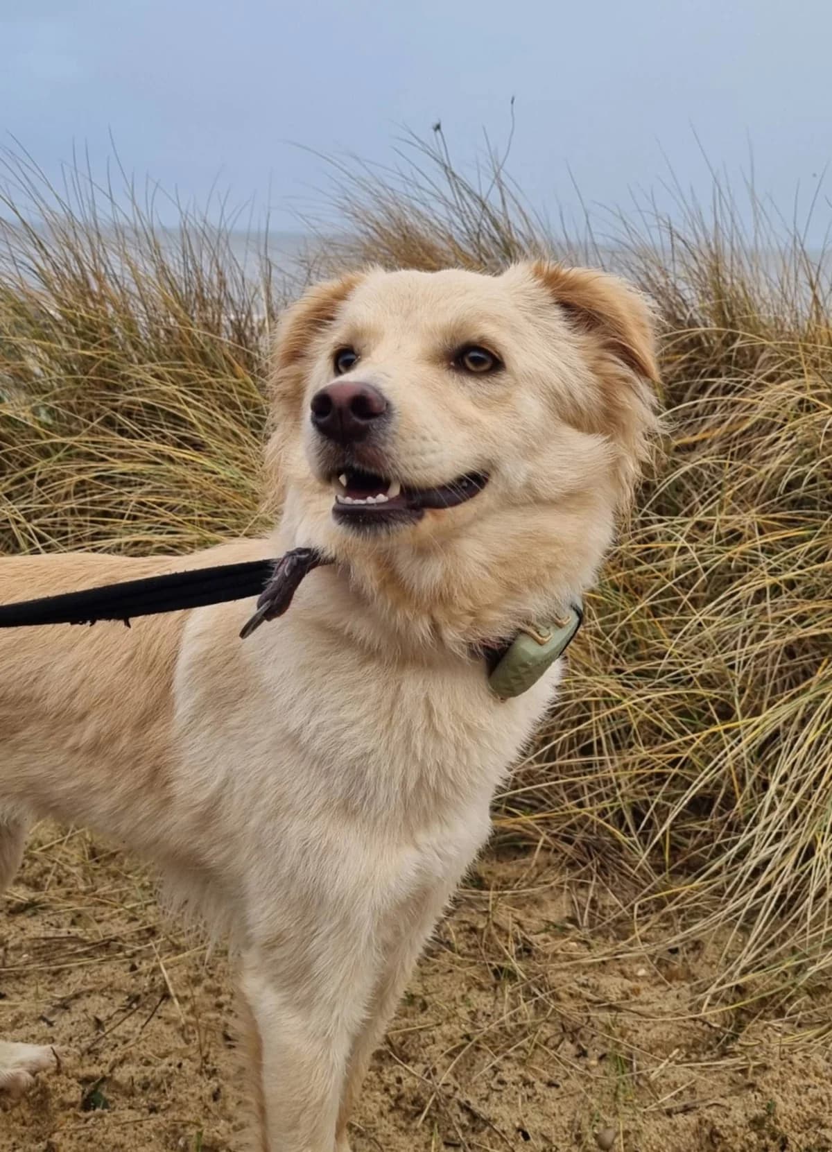 Cathy, female young Mixed Breed for adoption at Safe Rescue for Dogs