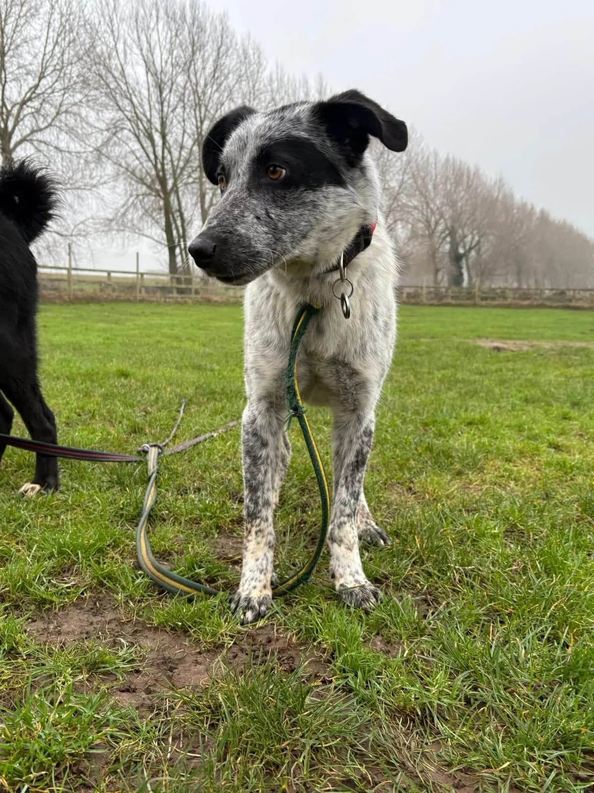 Cessil, male 5yo Mixed Breed for adoption at Safe Rescue for Dogs