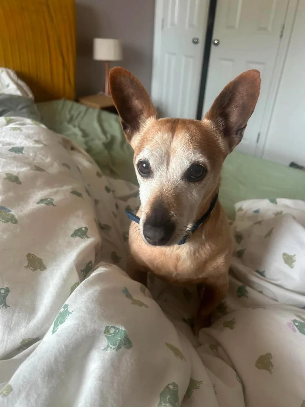 Chico, male 4yo mixed breed for adoption at Safe Rescue for Dogs