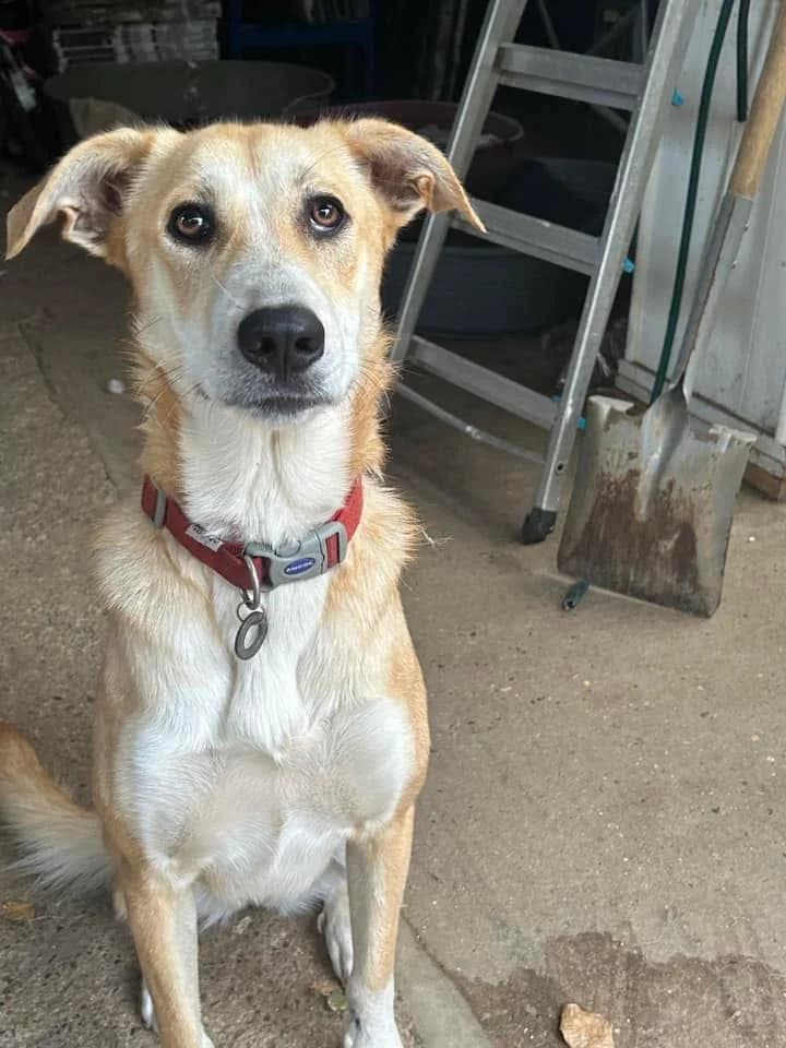 Christina, female 5yo Mixed Breed for adoption at Safe Rescue for Dogs
