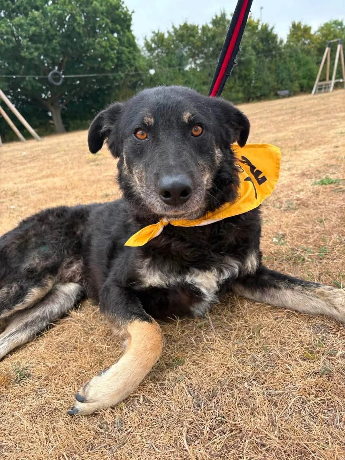 Daniel, male senior mixed breed for adoption at Safe Rescue for Dogs