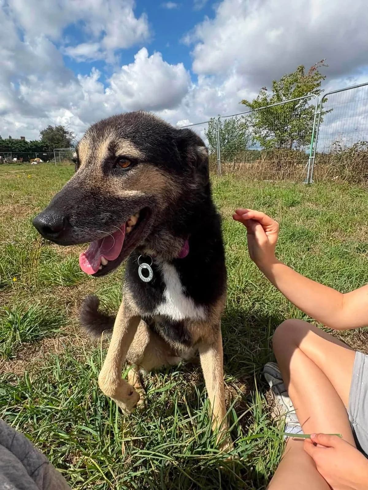 Dennis, male 5yo mixed breed for adoption at Safe Rescue for Dogs