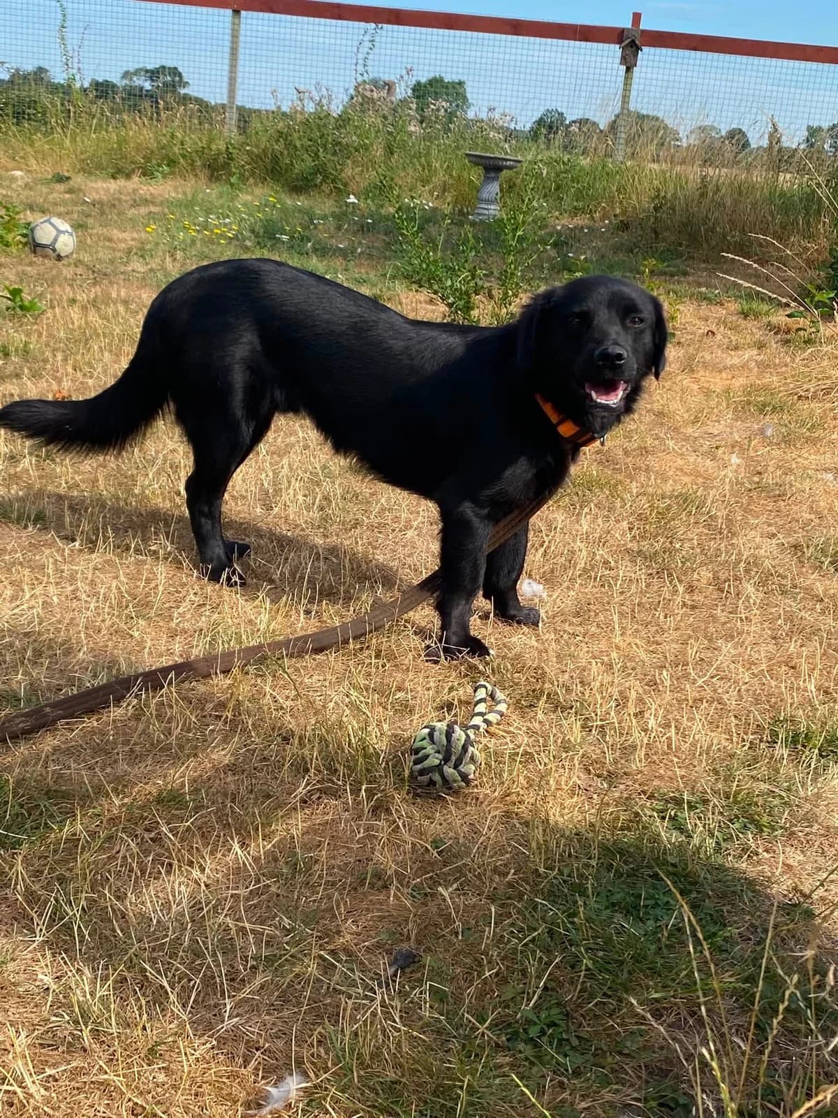 Denzel, male senior mixed breed for adoption at Safe Rescue for Dogs
