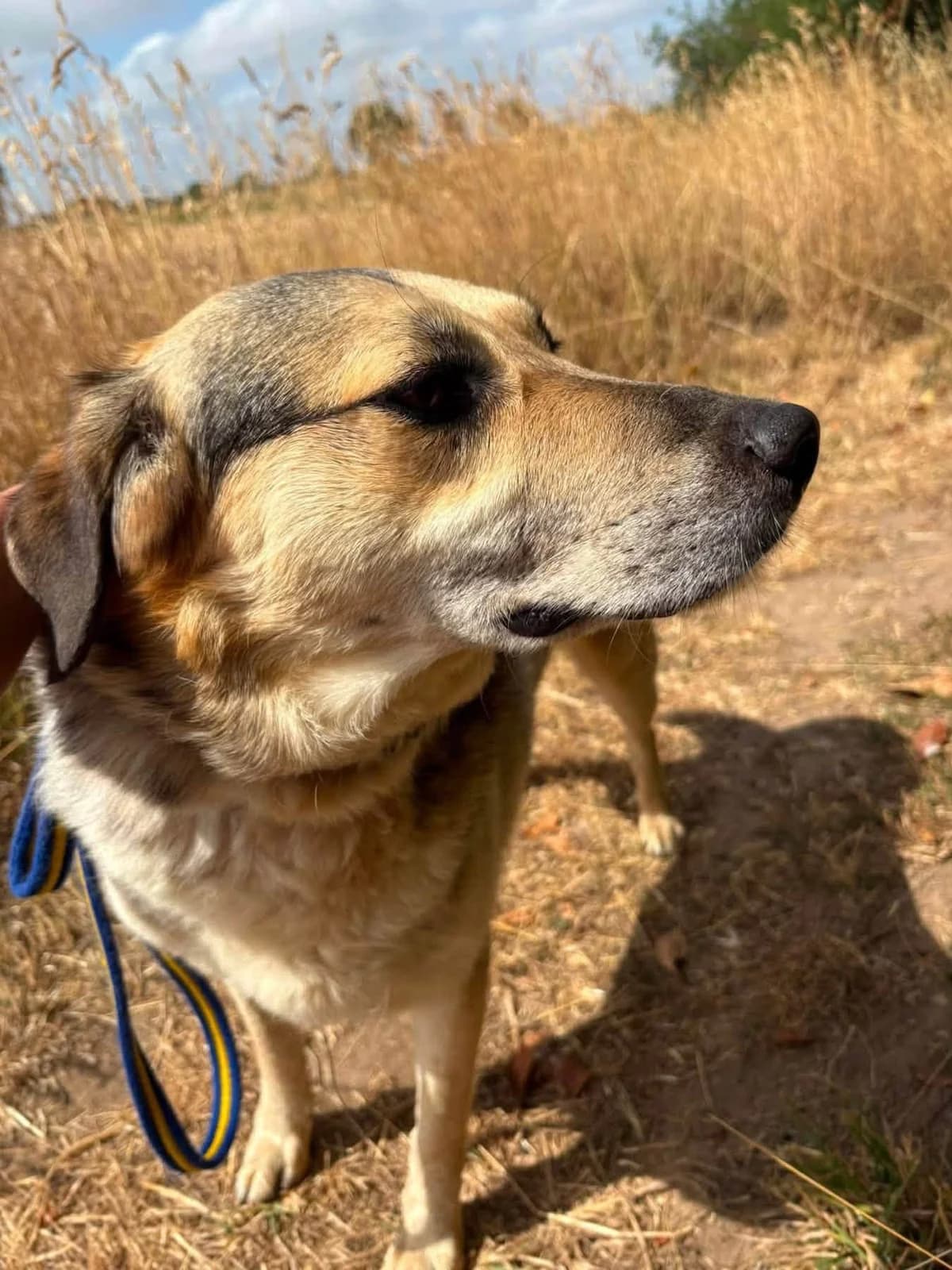 Dwayne The Rock, male senior mixed breed for adoption at Safe Rescue for Dogs