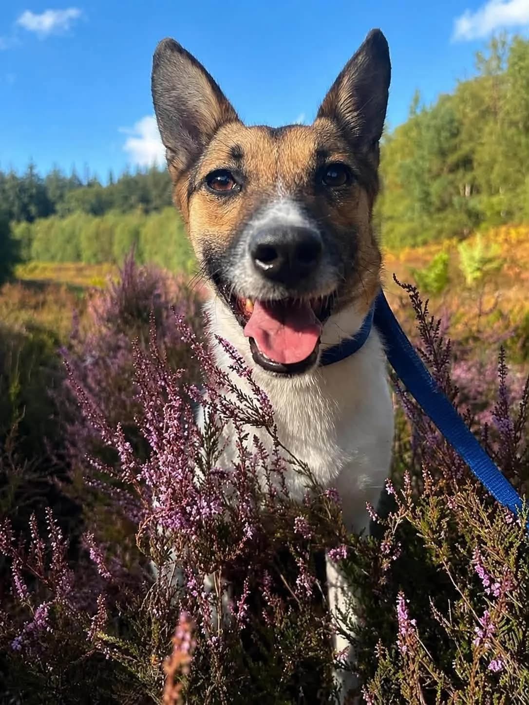 Enid, female 5yo Mixed Breed for adoption at Safe Rescue for Dogs