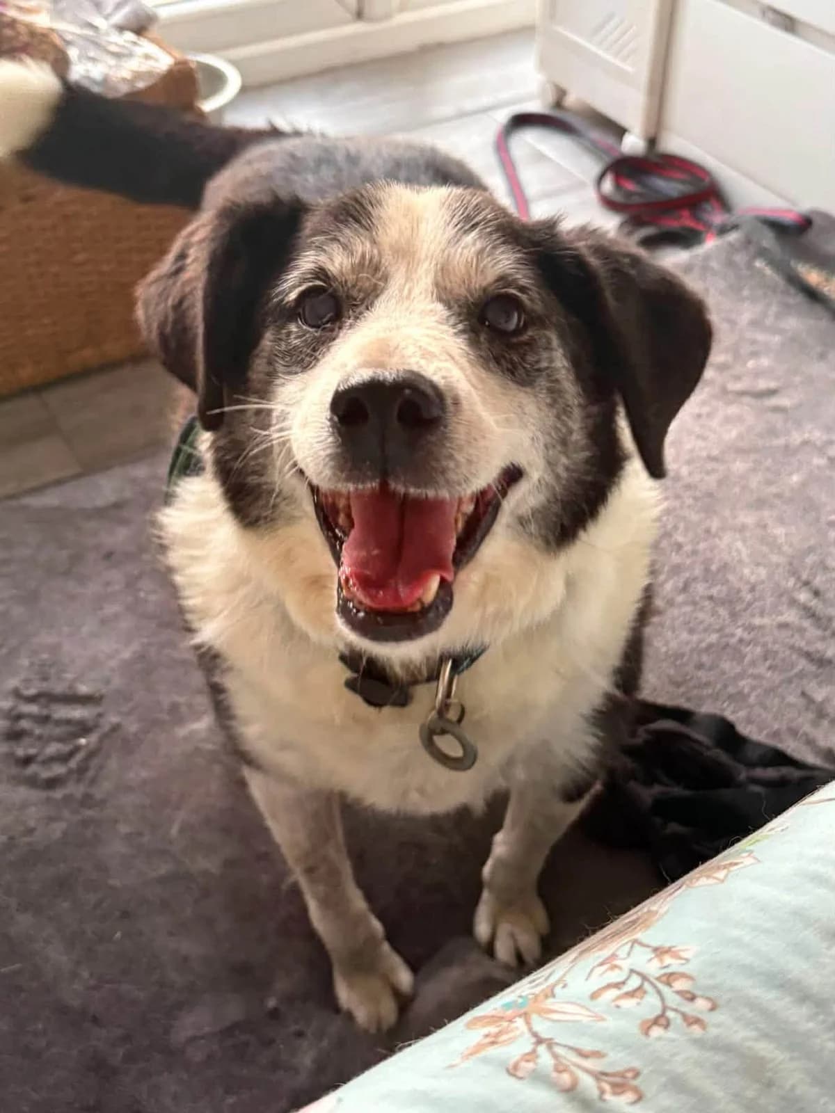 Eric, male senior Mixed Breed for adoption at Safe Rescue for Dogs