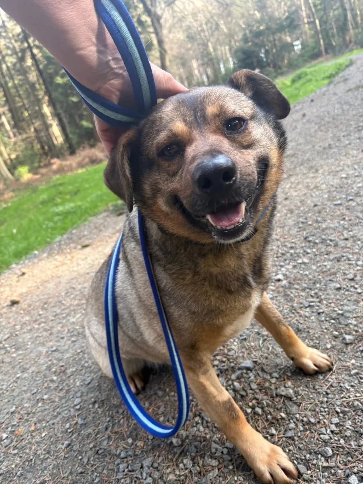 Floyd, male 5yo Mixed Breed for adoption at Safe Rescue for Dogs