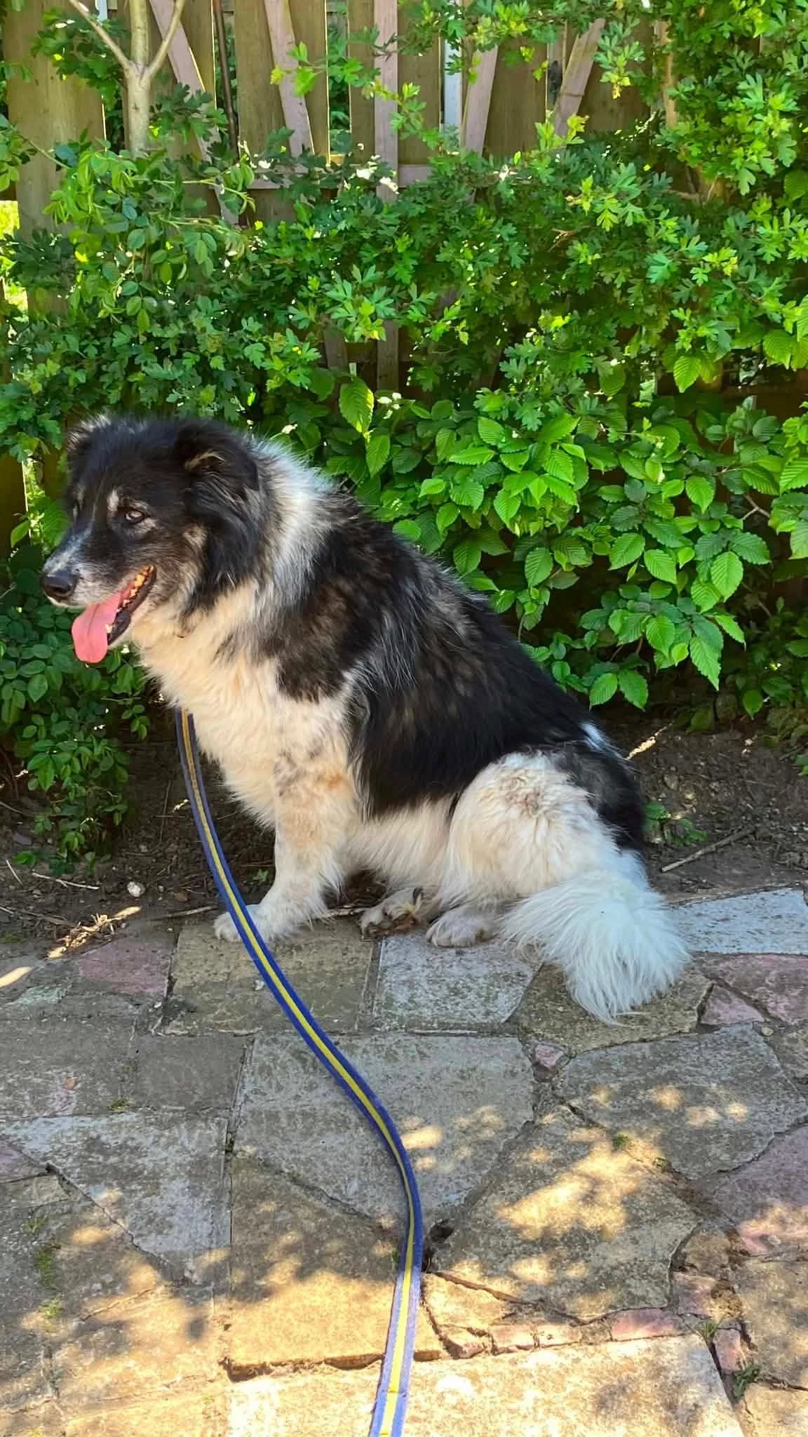 Freya, female senior Mixed Breed for adoption at Safe Rescue for Dogs
