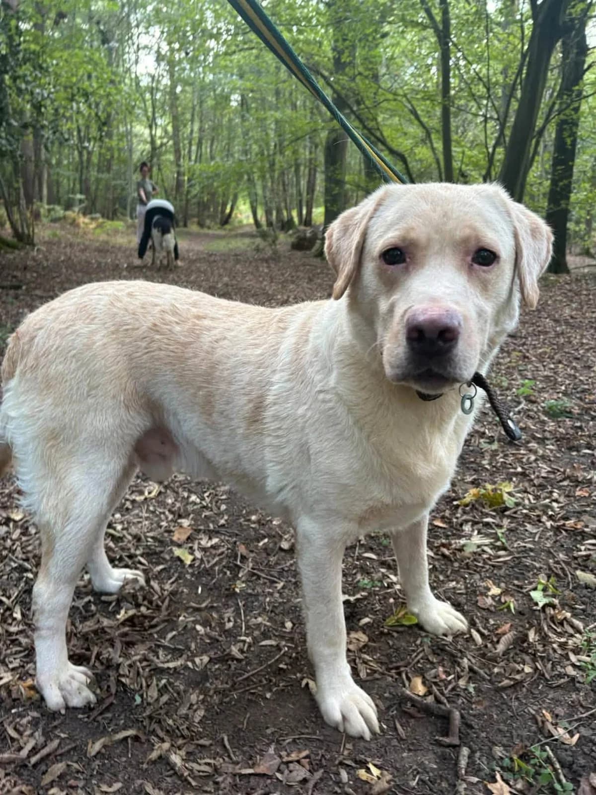 George, male 5yo Labrador Retriever for adoption at Safe Rescue for Dogs