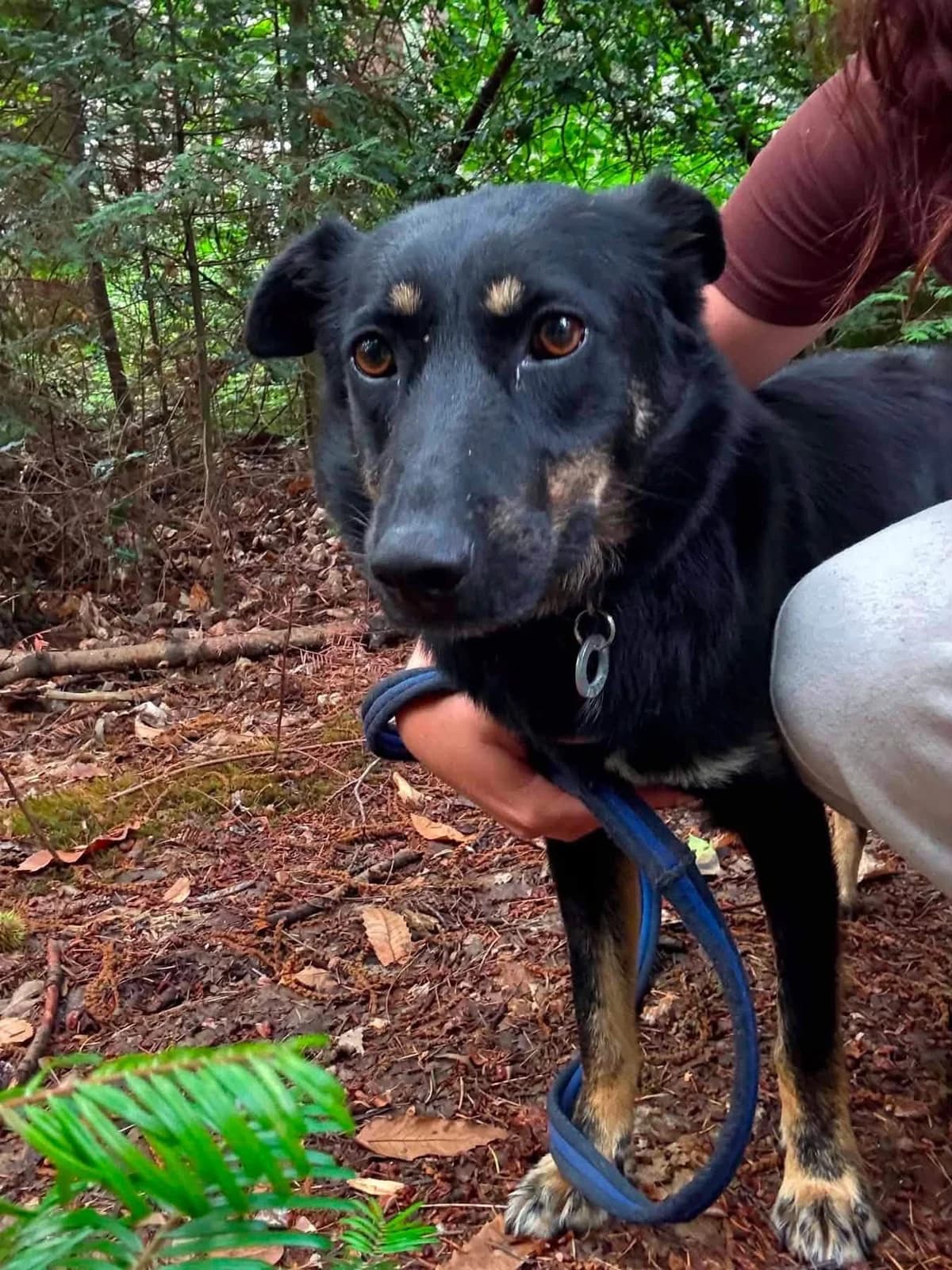 Grace, female 5yo Mixed Breed for adoption at Safe Rescue for Dogs