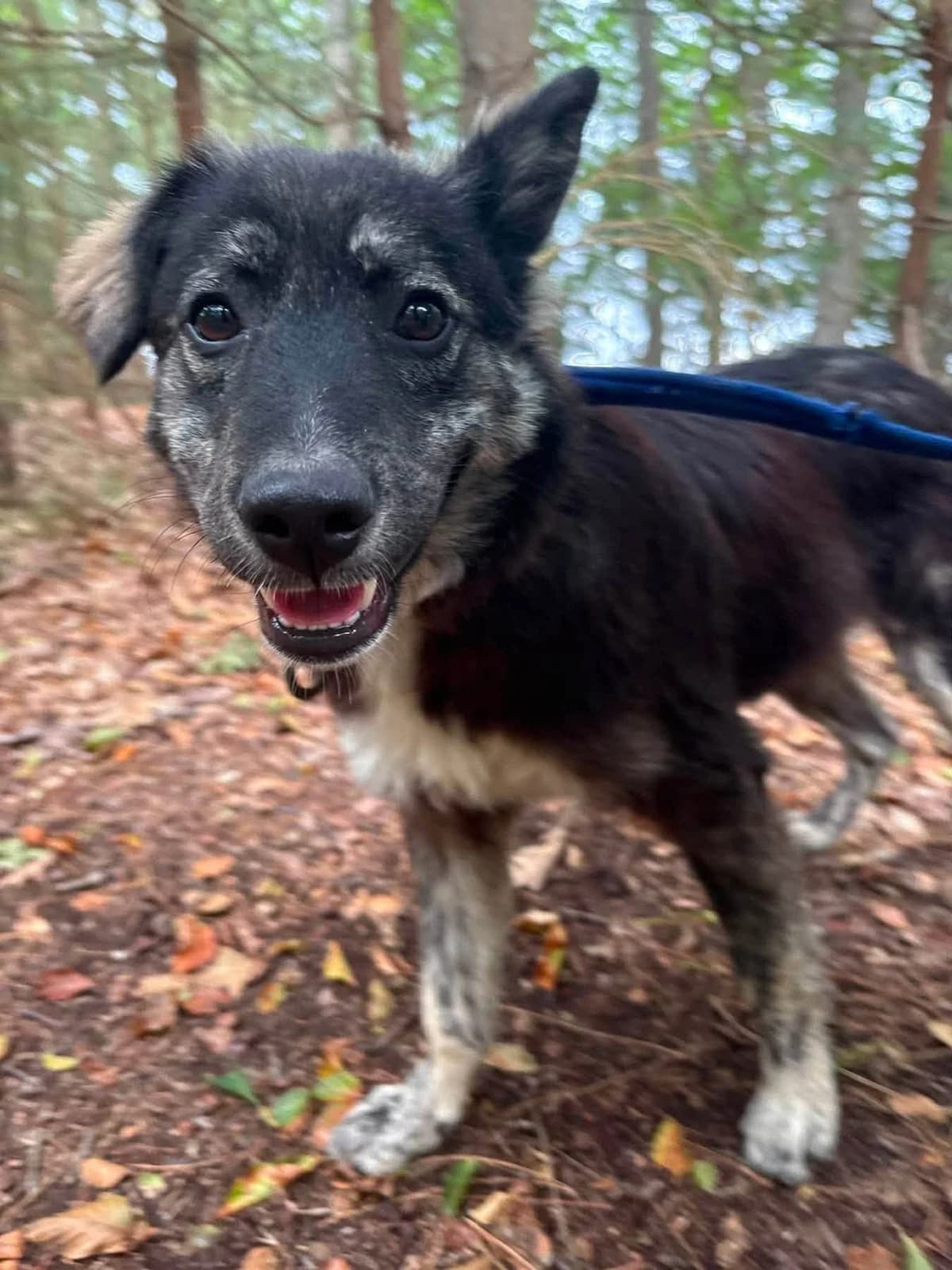 Greyson, male young Mixed Breed for adoption at Safe Rescue for Dogs