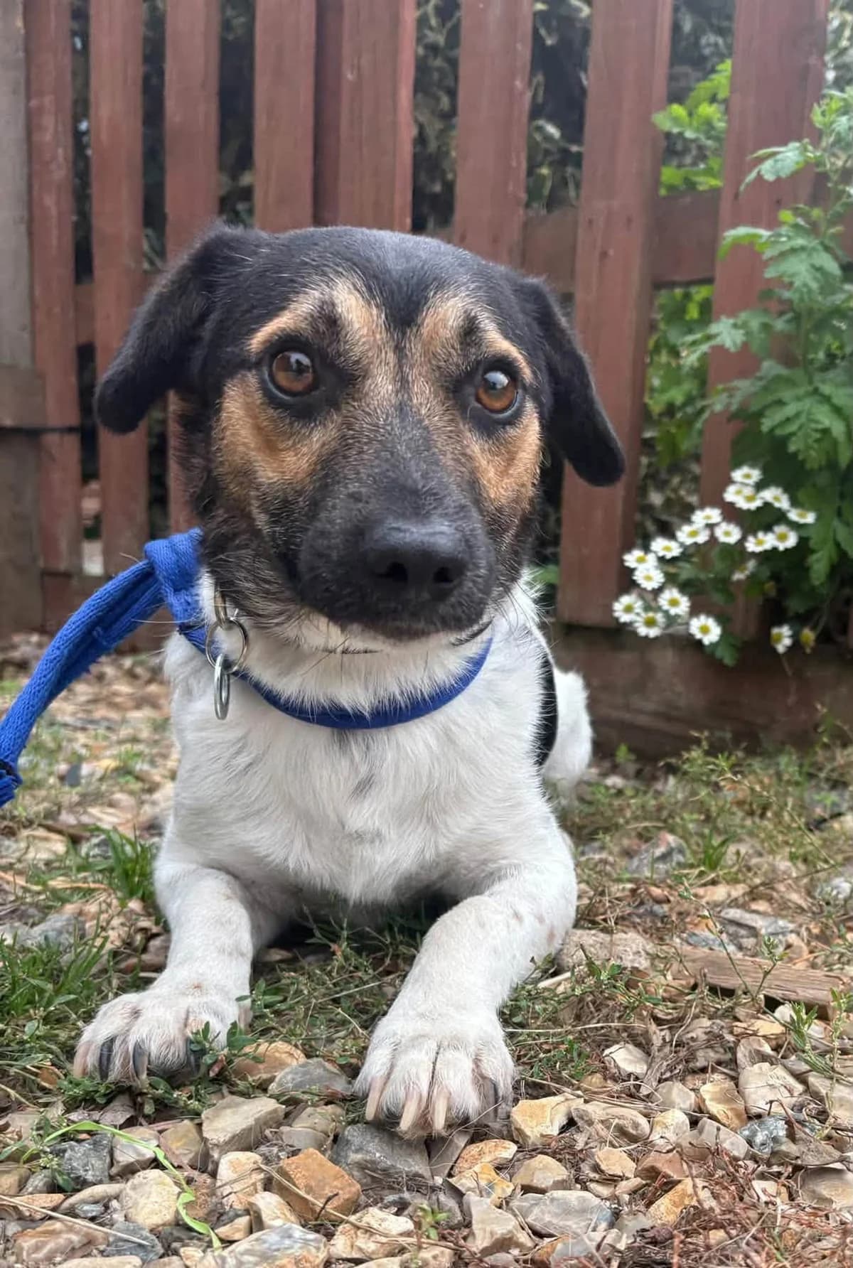 Gumbo, male young Mixed Breed for adoption at Safe Rescue for Dogs