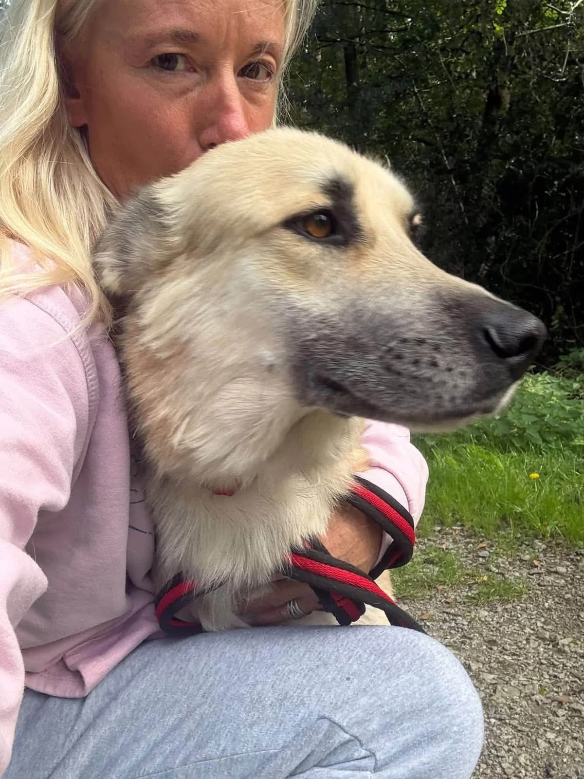 Hal, male 5yo mixed breed for adoption at Safe Rescue for Dogs