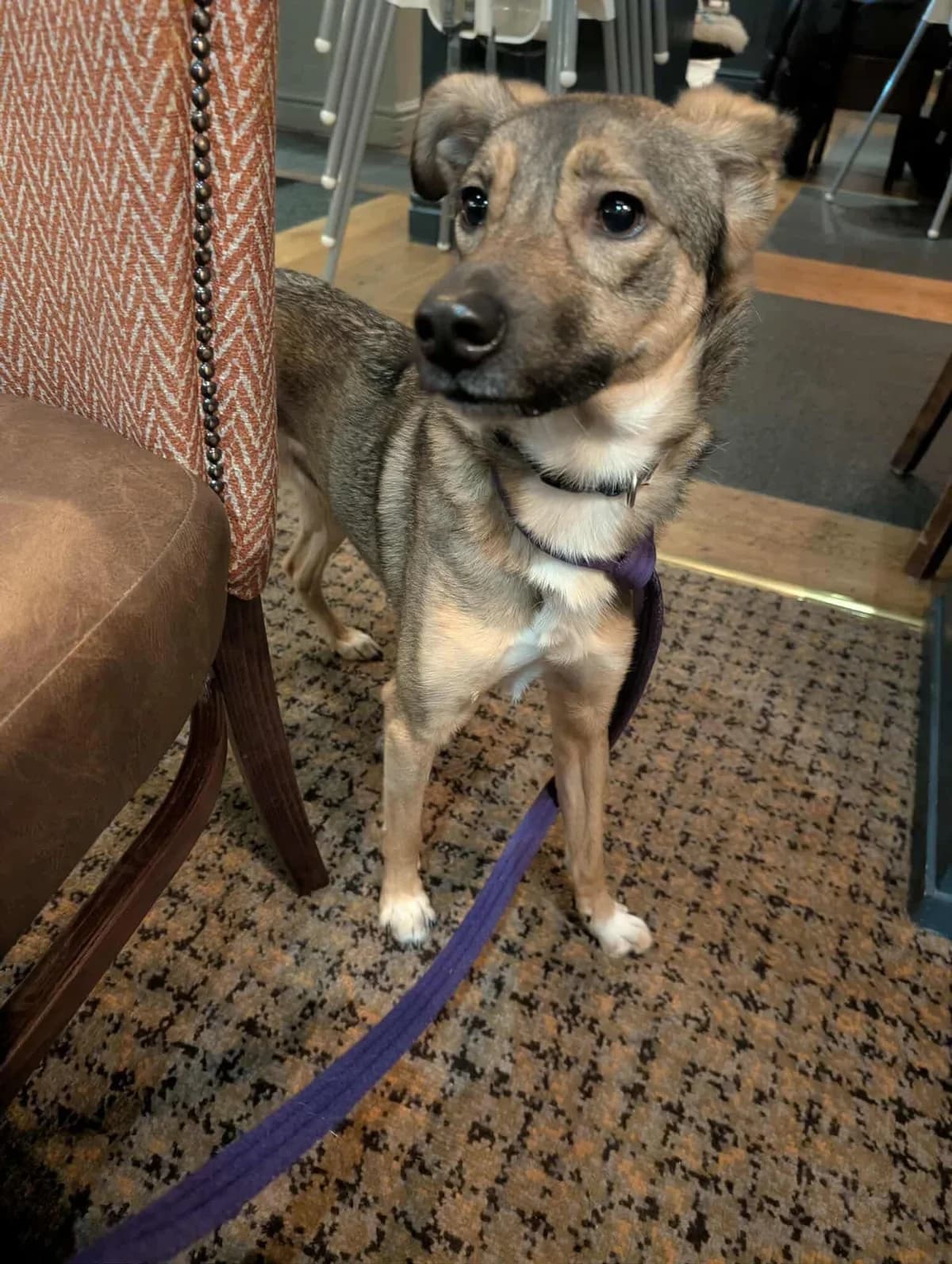 Harper, female 5yo Mixed Breed for adoption at Safe Rescue for Dogs