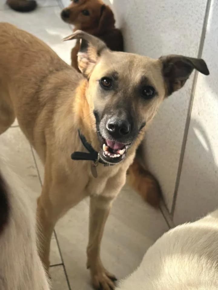 Isadora, female 5yo Mixed Breed for adoption at Safe Rescue for Dogs