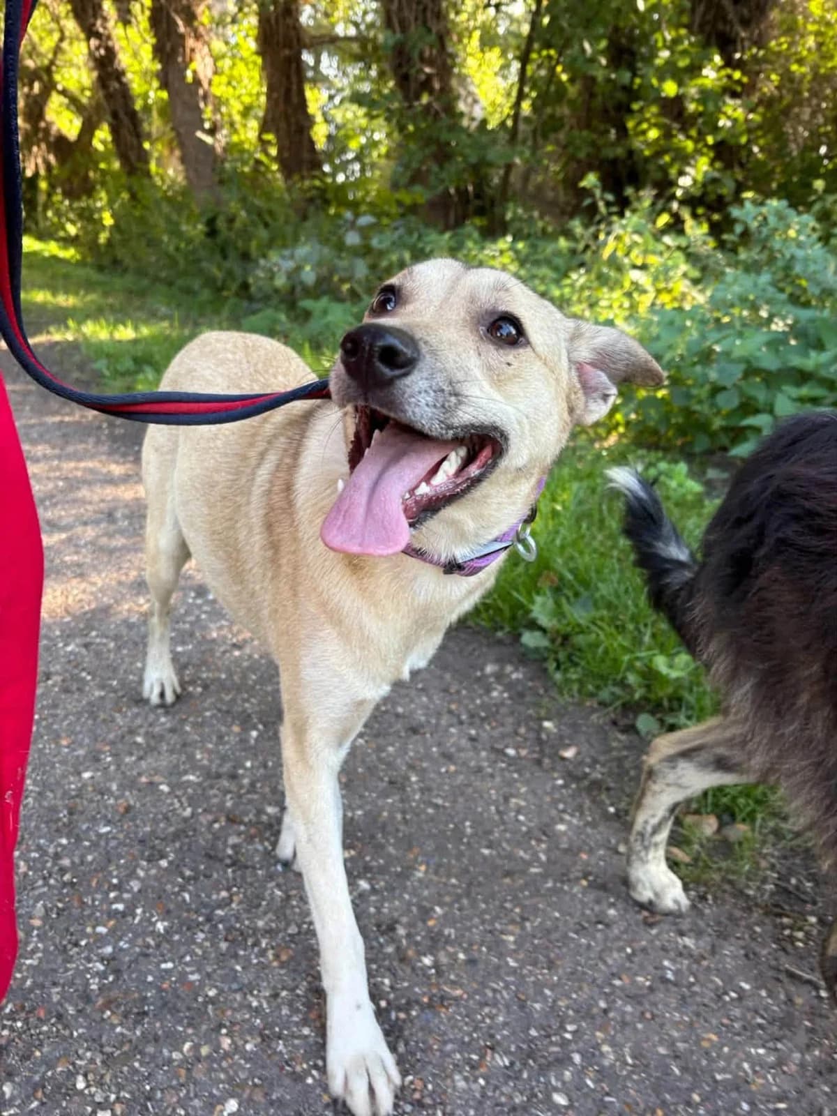 Ivy, female young Mixed Breed for adoption at Safe Rescue for Dogs