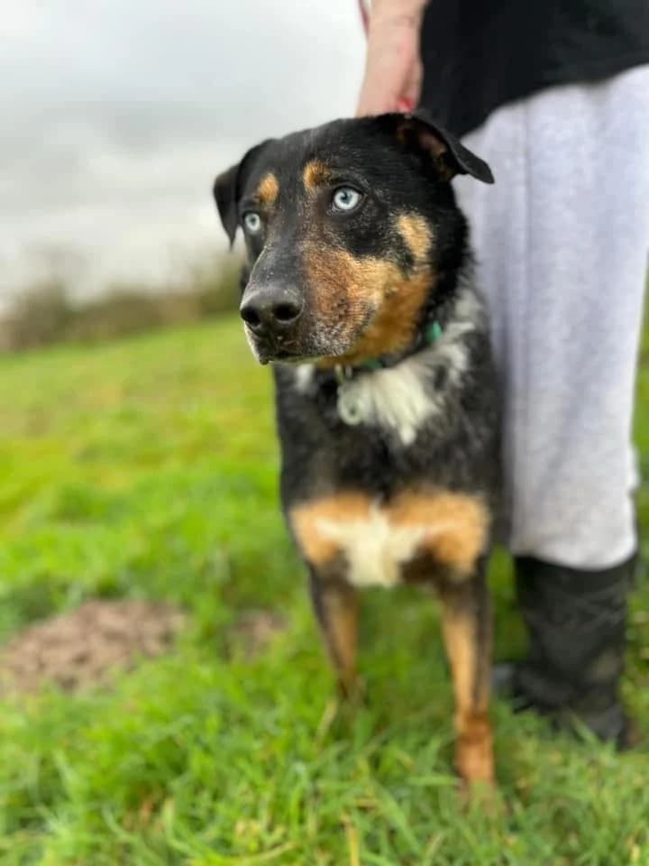 Jack, female senior Mixed Breed for adoption at Safe Rescue for Dogs