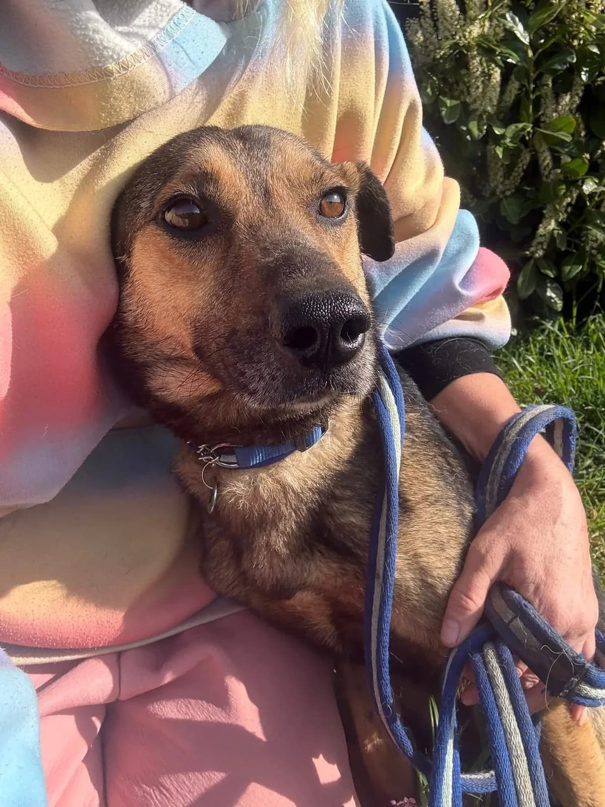 Jenkins, male 5yo Mixed Breed for adoption at Safe Rescue for Dogs