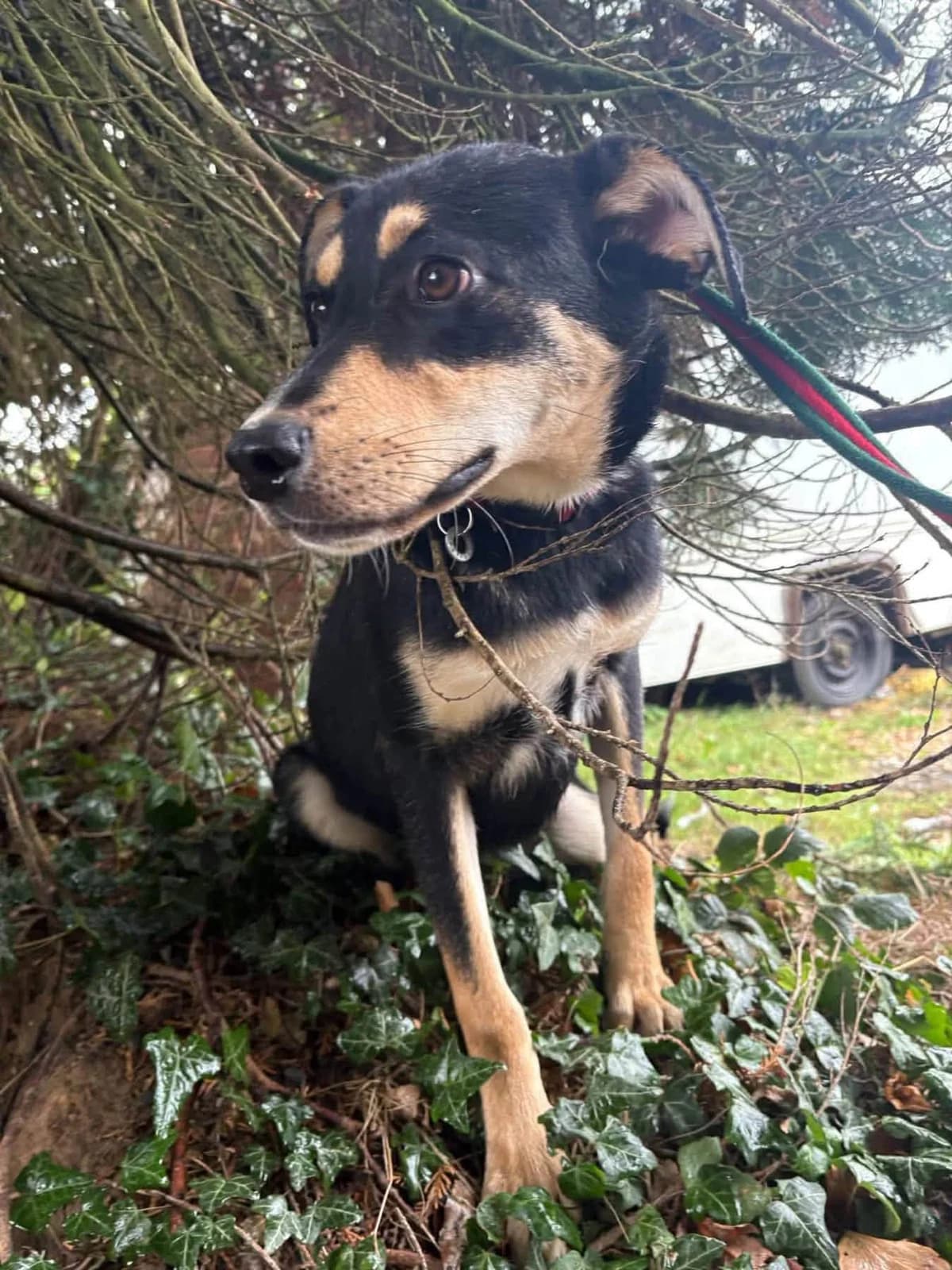 Judy, female young Mixed Breed for adoption at Safe Rescue for Dogs