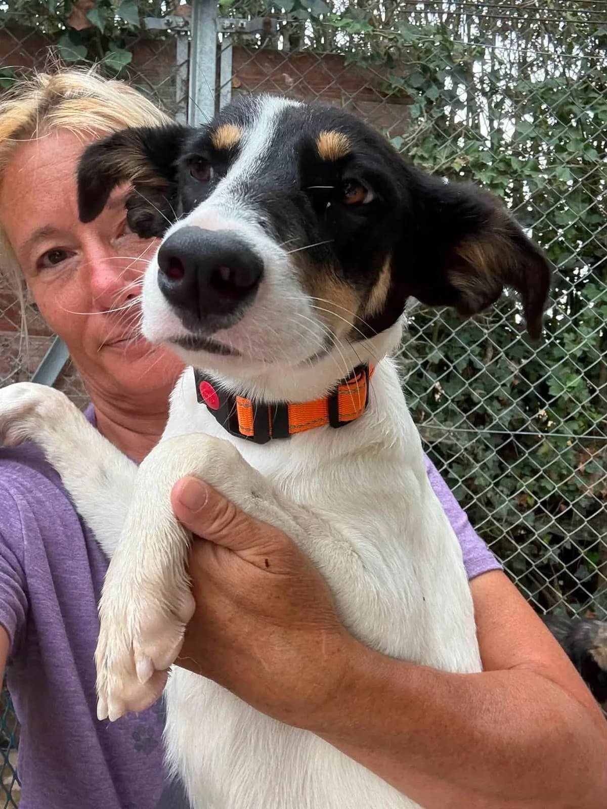 Juny, female young Mixed Breed for adoption at Safe Rescue for Dogs