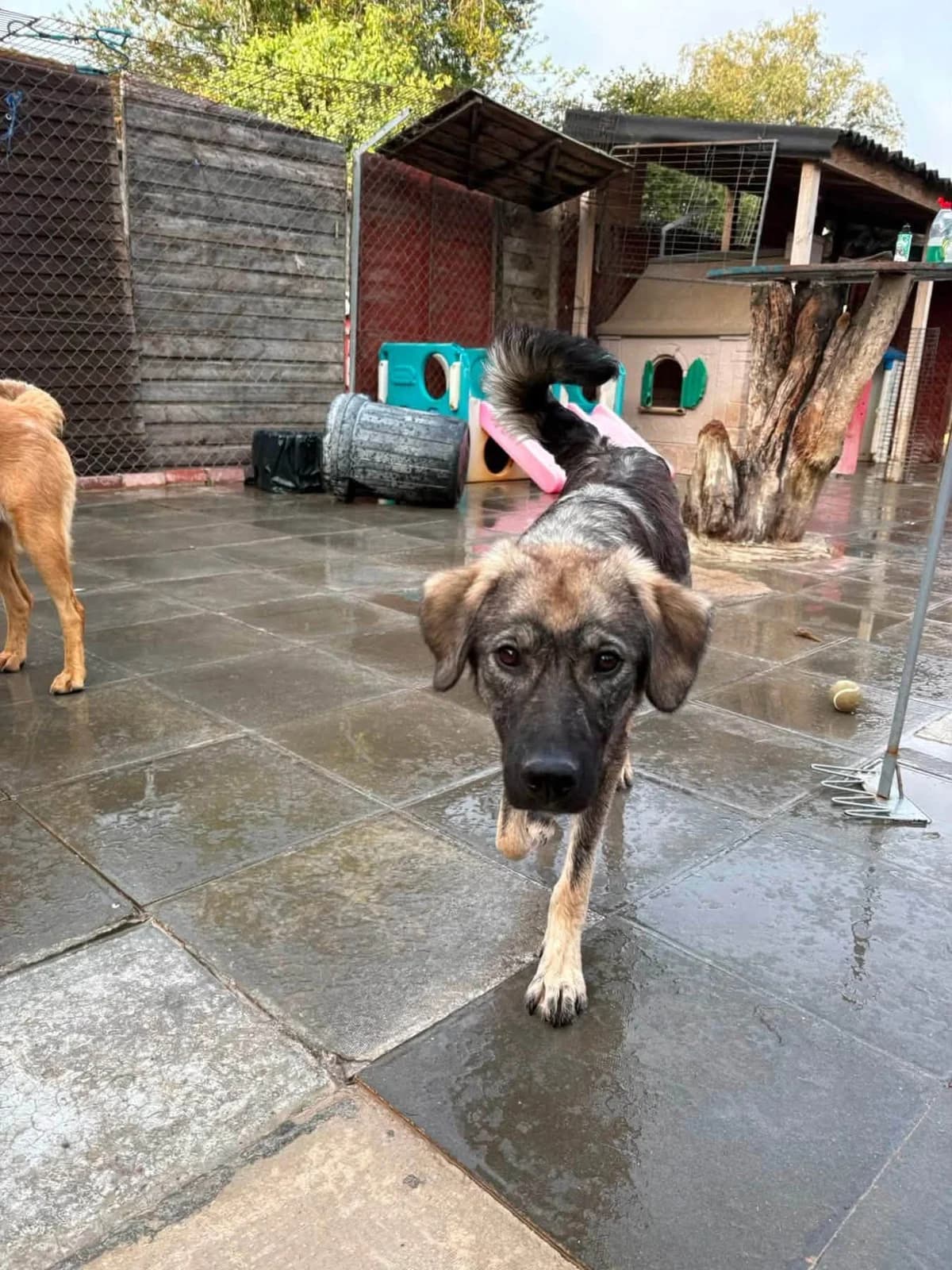 Kevin, male young Mixed Breed for adoption at Safe Rescue for Dogs