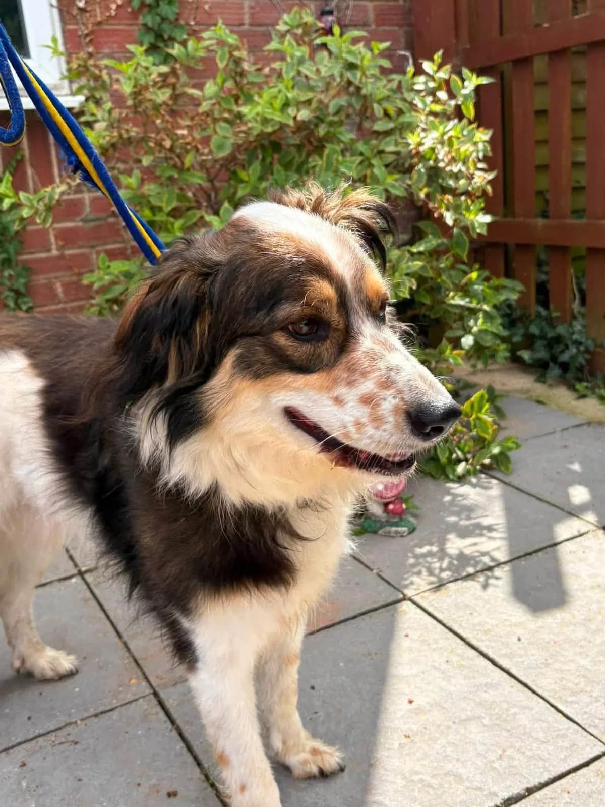 Kori, male 5yo Mixed Breed for adoption at Safe Rescue for Dogs