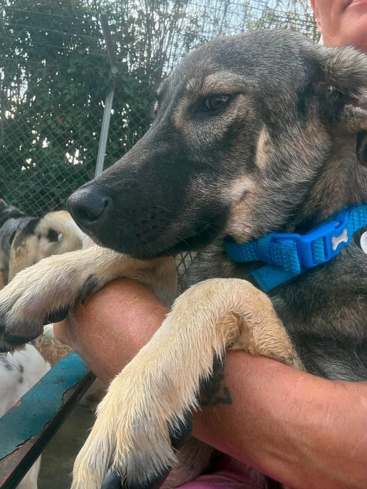 Kyron, male young Mixed Breed for adoption at Safe Rescue for Dogs