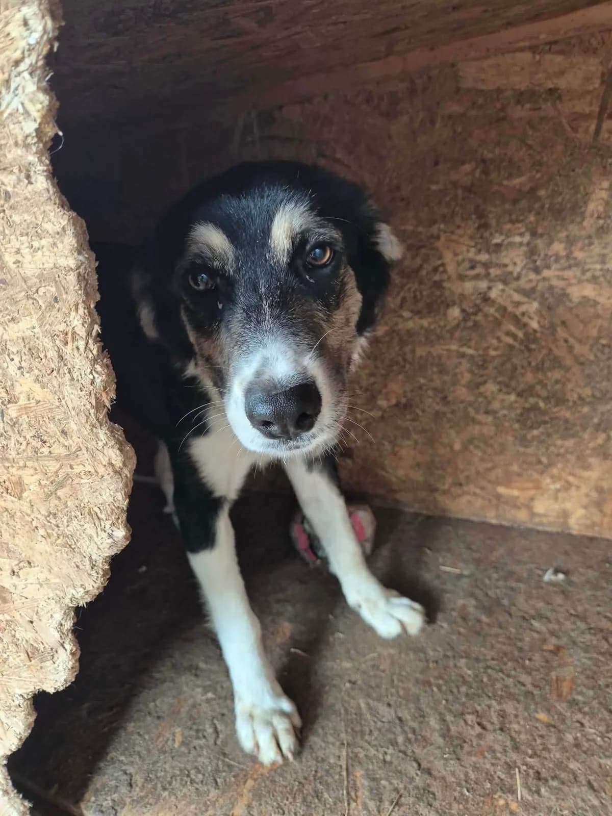 Lou, female young Mixed Breed for adoption at Safe Rescue for Dogs