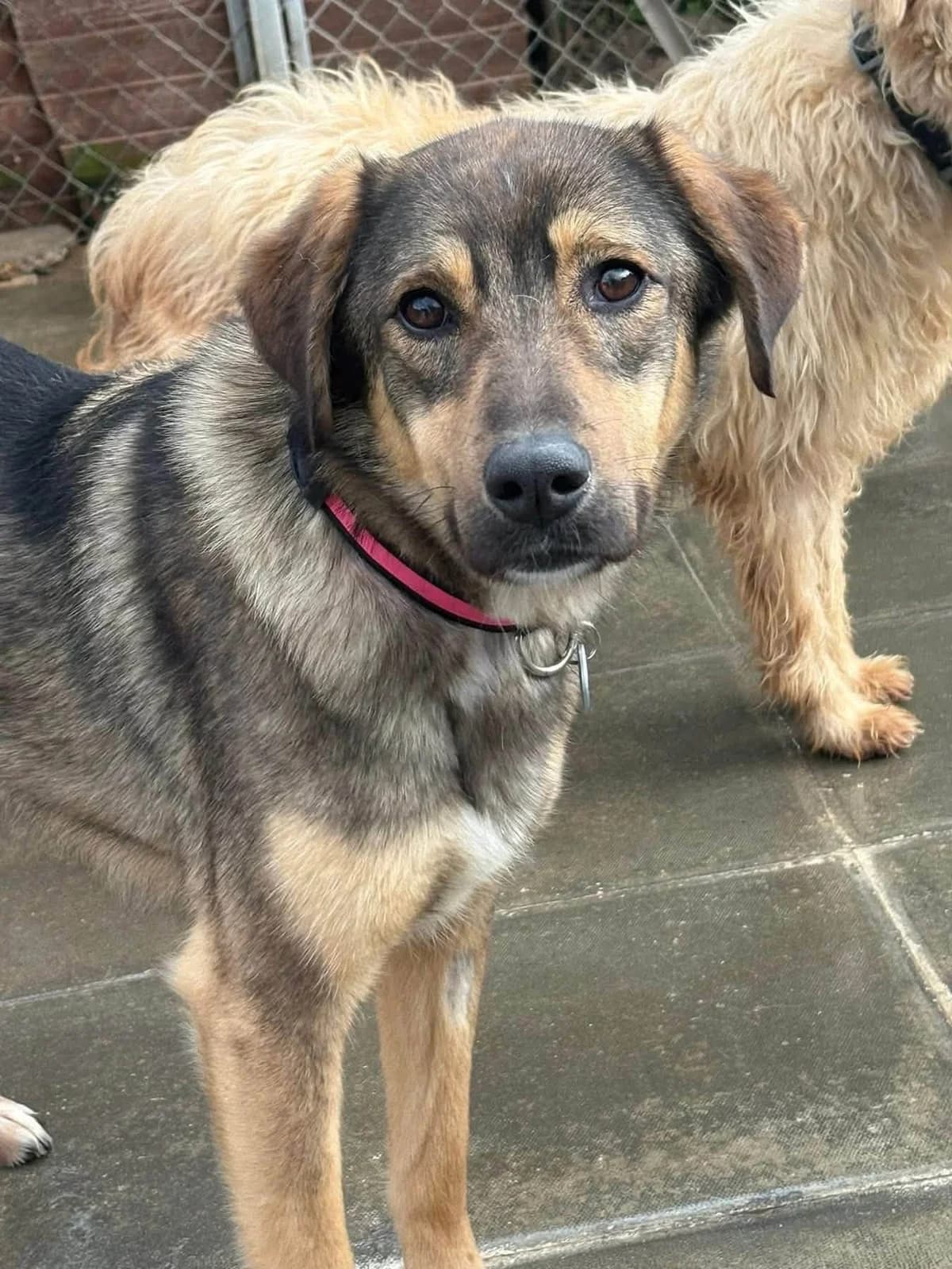 Malia, female 5yo Mixed Breed for adoption at Safe Rescue for Dogs