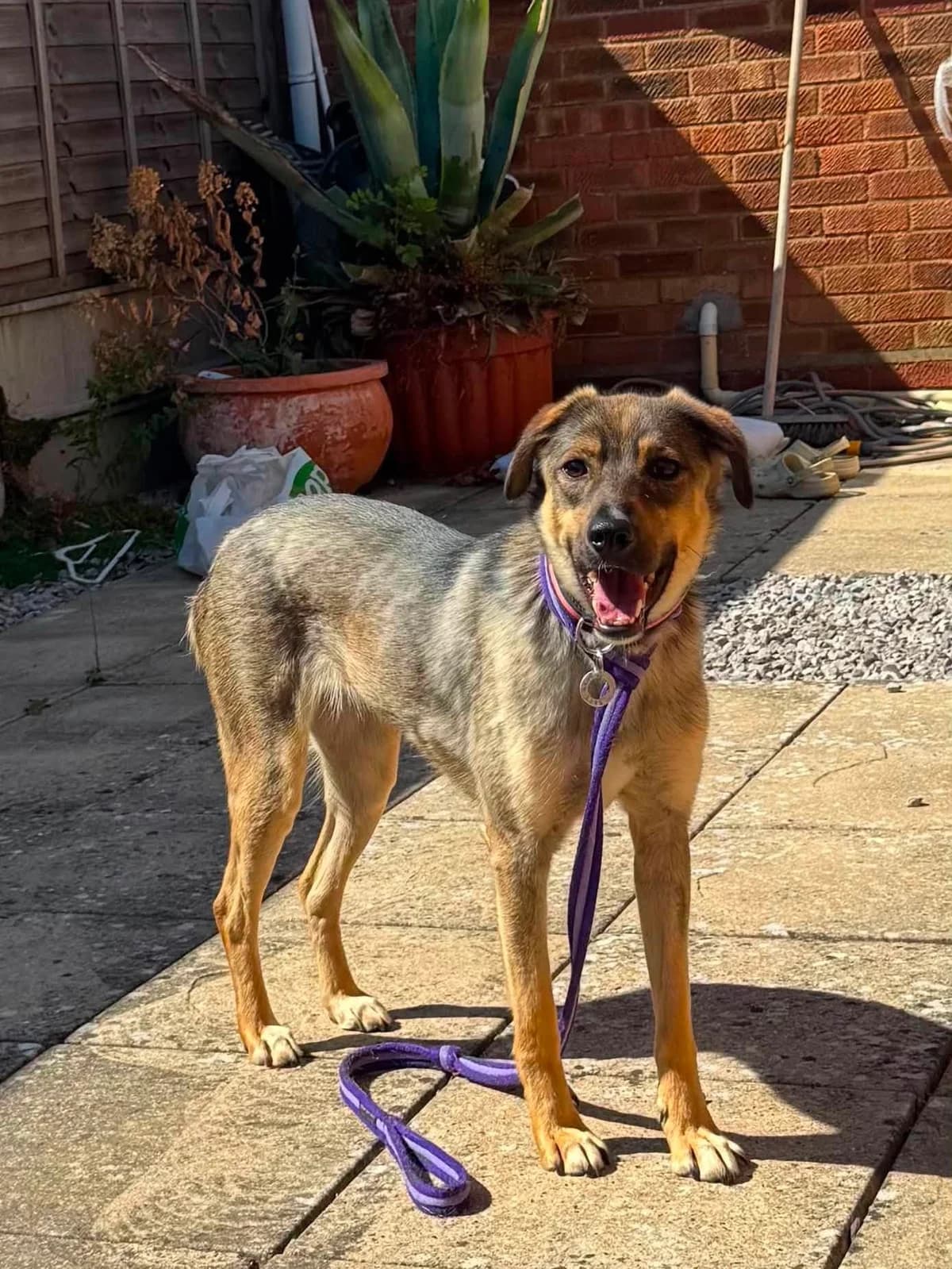 Malia, female 5yo Mixed Breed for adoption at Safe Rescue for Dogs