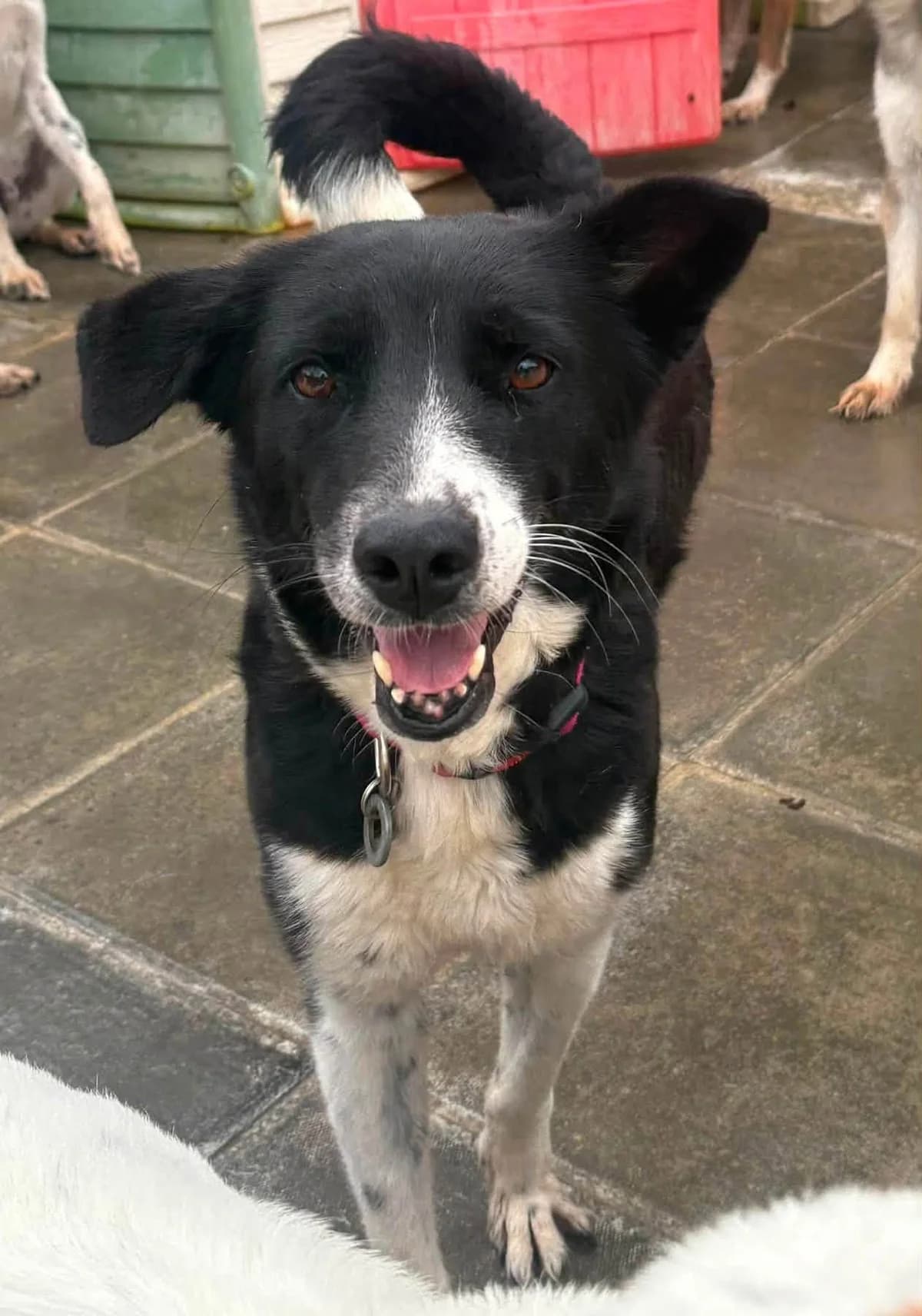 Mandy, female senior Mixed Breed for adoption at Safe Rescue for Dogs