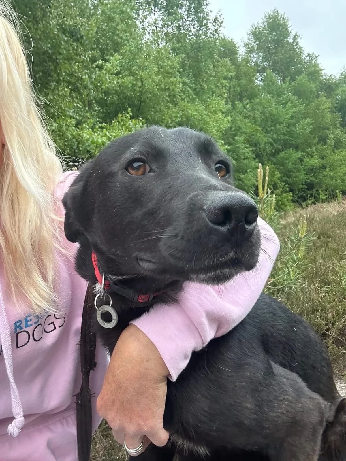 Manuel, male 5yo Labrador Retriever for adoption at Safe Rescue for Dogs