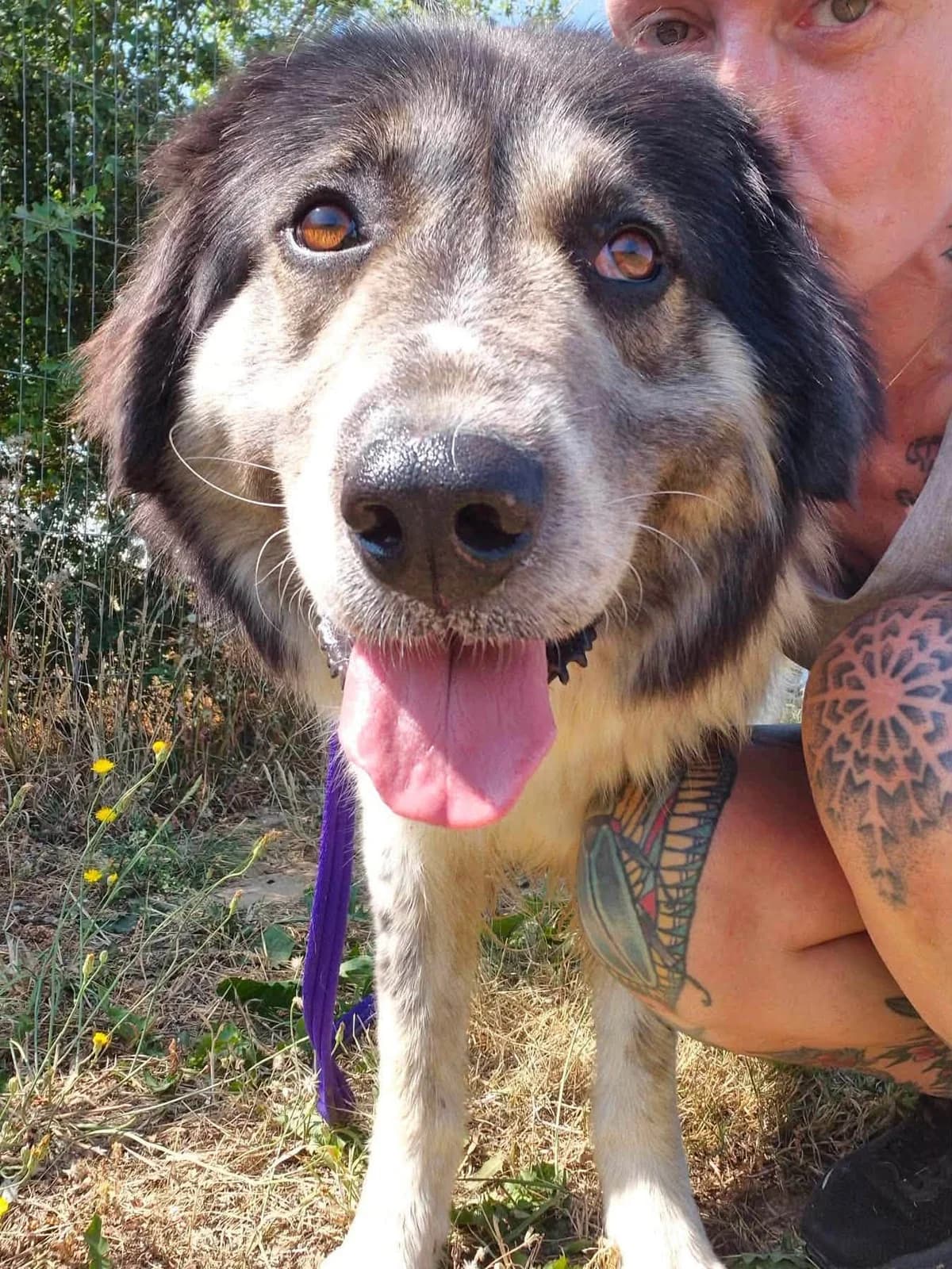 Matilda, female senior mixed breed for adoption at Safe Rescue for Dogs